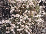 genus Acantholimon. Плодоносящие растения. Армения, Котайкская обл., близ с. Вохчаберд, нарушенная горная степь. 13.07.2023.