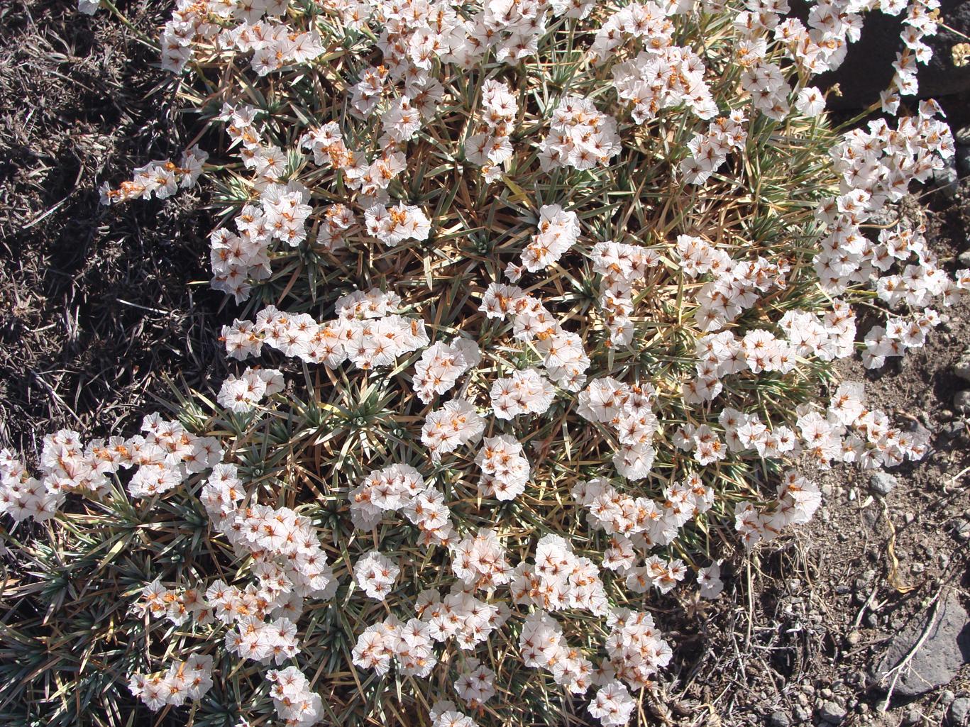 Image of genus Acantholimon specimen.
