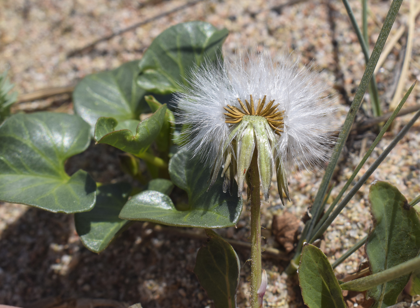 Изображение особи Sonchus bulbosus.