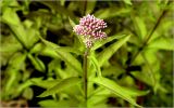 Eupatorium purpureum. Бутонизирующее соцветие. Московская обл., Раменский р-н, окр. дер. Хрипань, садовый участок. 24.07.2026.