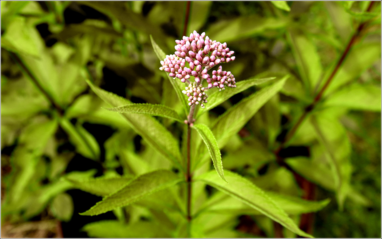 Image of Eupatorium purpureum specimen.