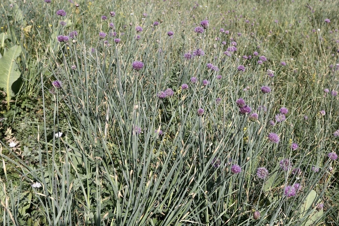Image of Allium hymenorhizum specimen.