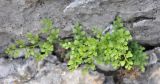 Asplenium ruta-muraria