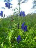Aconitum volubile