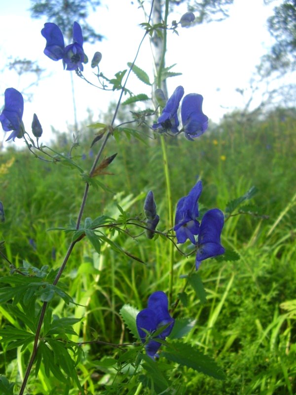 Изображение особи Aconitum volubile.