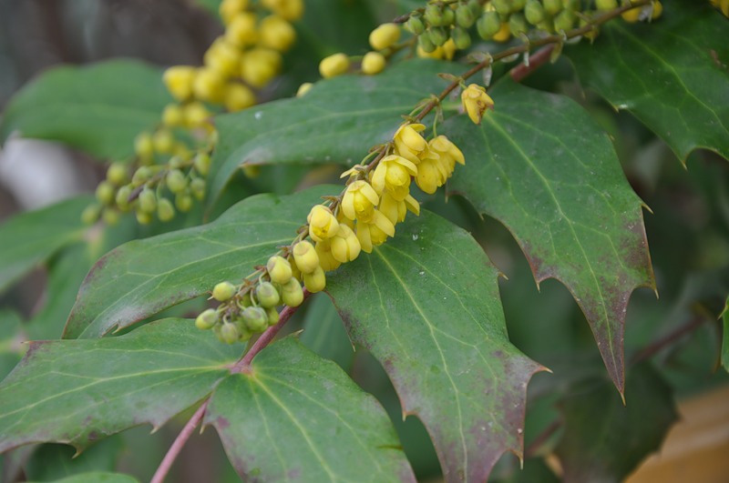 Изображение особи род Mahonia.