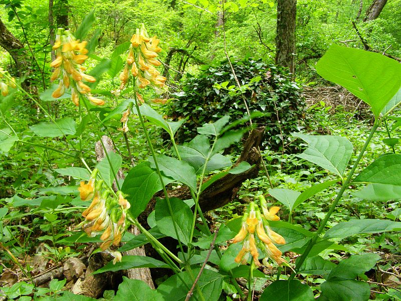 Изображение особи Lathyrus aureus.