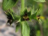 Sideritis montana