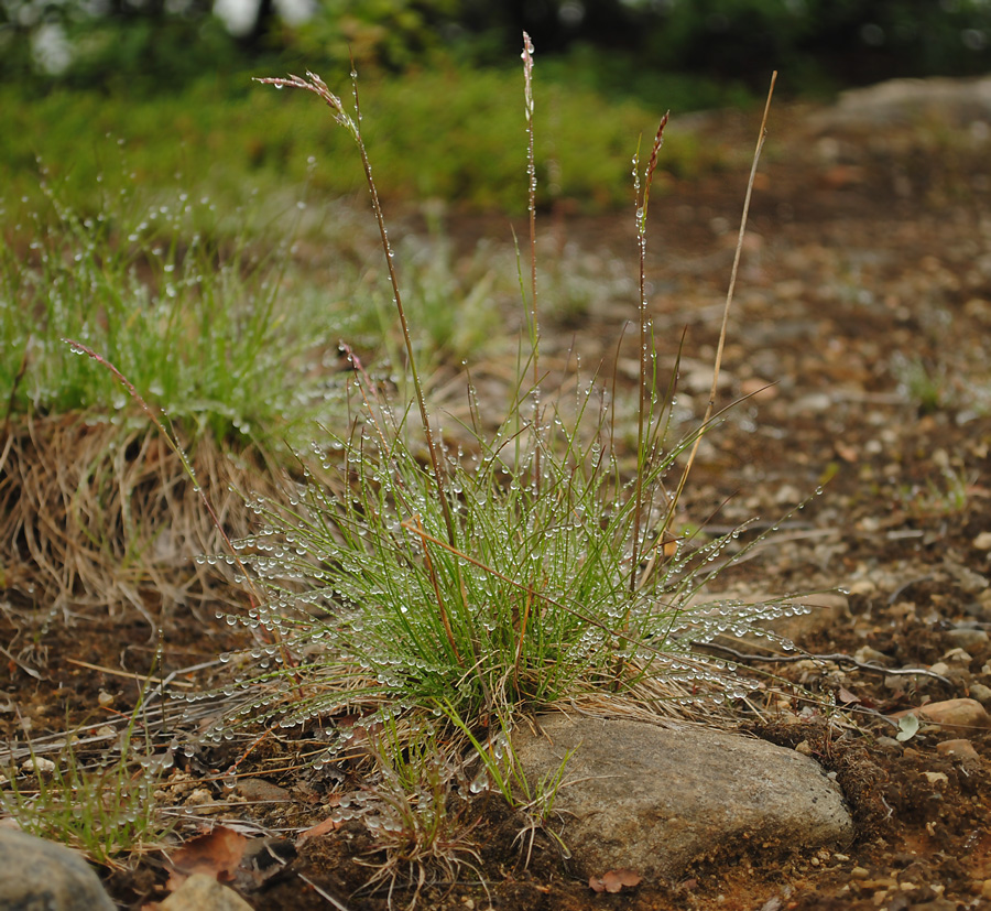 Изображение особи Agrostis borealis.