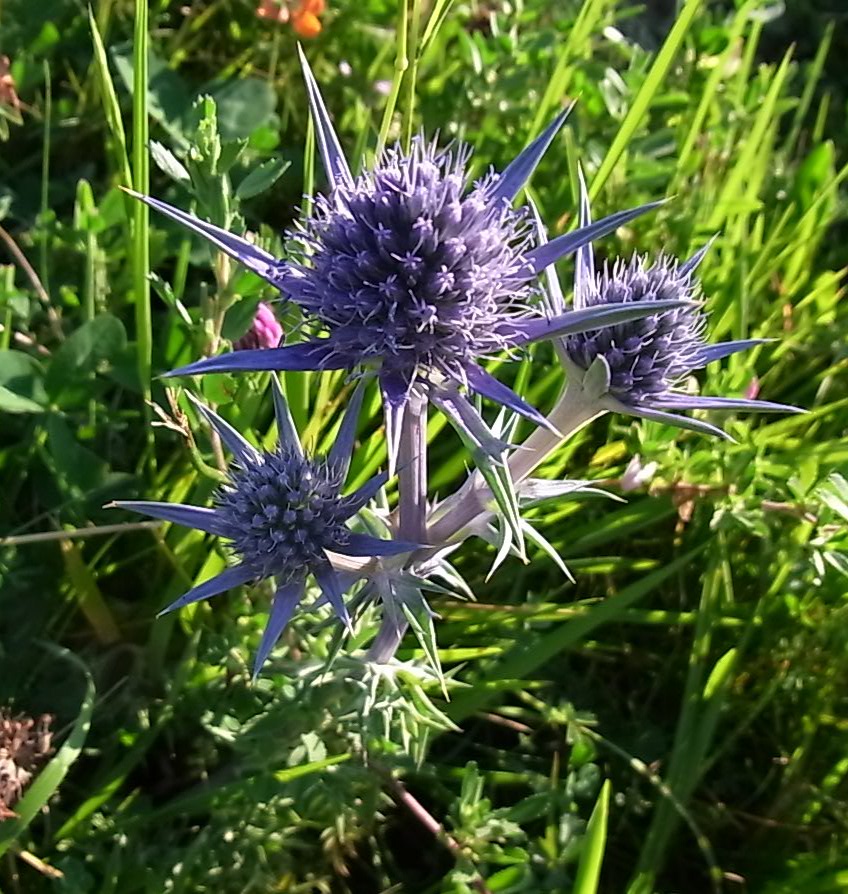 Изображение особи Eryngium × chevalieri.