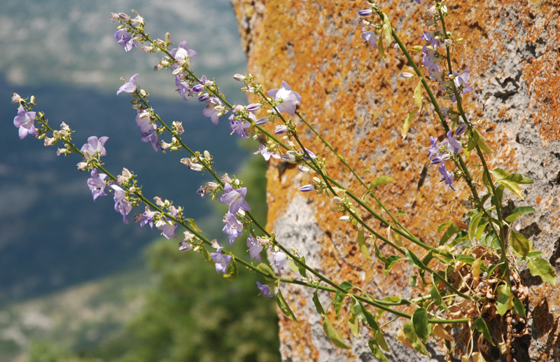 Image of Campanula pyramidalis specimen.