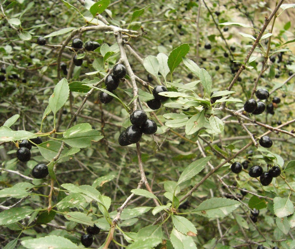 Image of Cerasus microcarpa specimen.