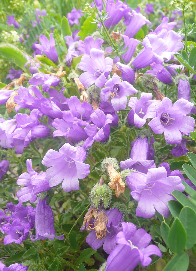 Image of Campanula komarovii specimen.