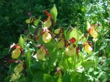 Cypripedium calceolus