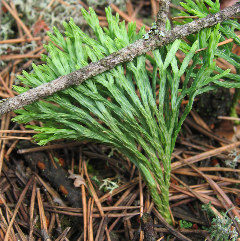 Image of Diphasiastrum tristachyum specimen.