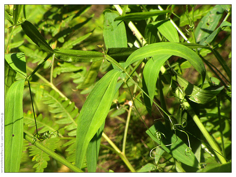 Изображение особи Lathyrus sylvestris.