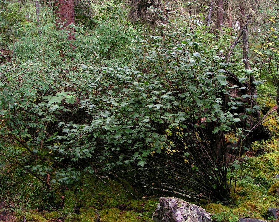 Image of Ribes altissimum specimen.