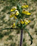 Phlomoides labiosa