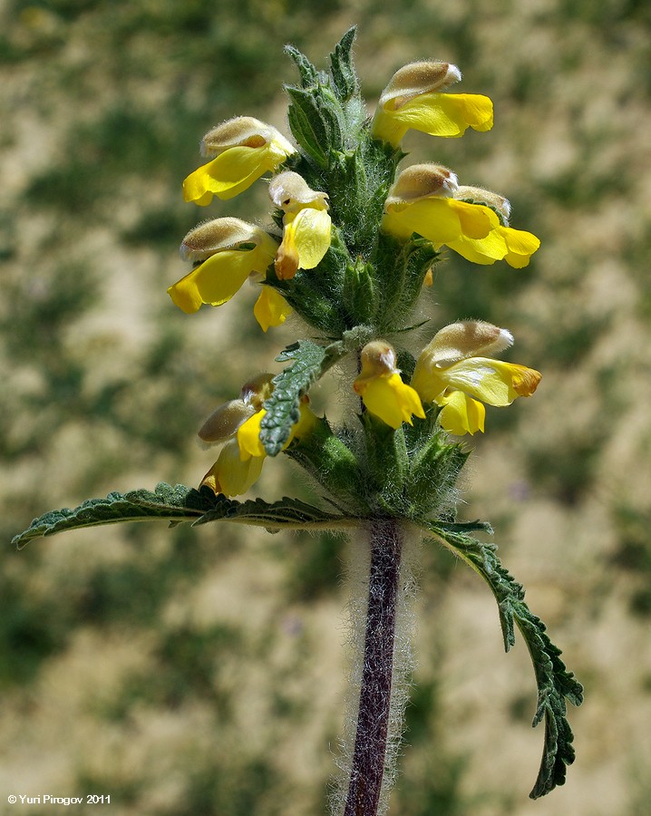 Image of Phlomoides labiosa specimen.