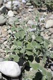 Nepeta olgae