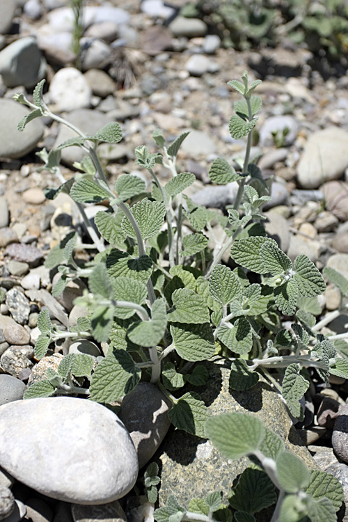 Изображение особи Nepeta olgae.