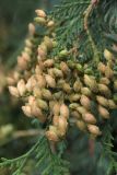 Thuja occidentalis