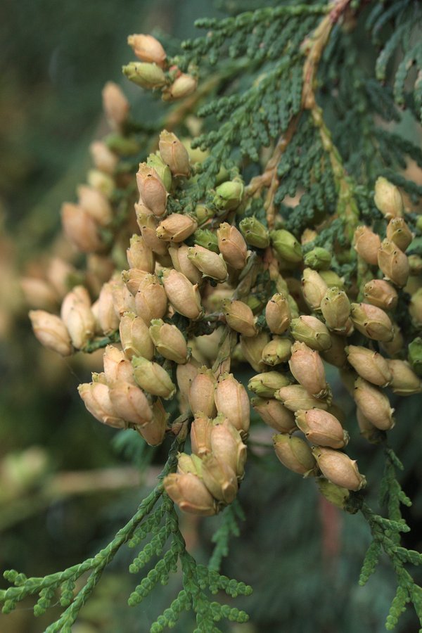 Изображение особи Thuja occidentalis.