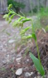 Epipactis persica