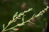 Polygonum aviculare. Верхушка веточки с цветками. Московская обл., Раменский р-н, окр. дер. Хрипань, садовый участок. 29.07.2011.