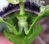 Passiflora edulis