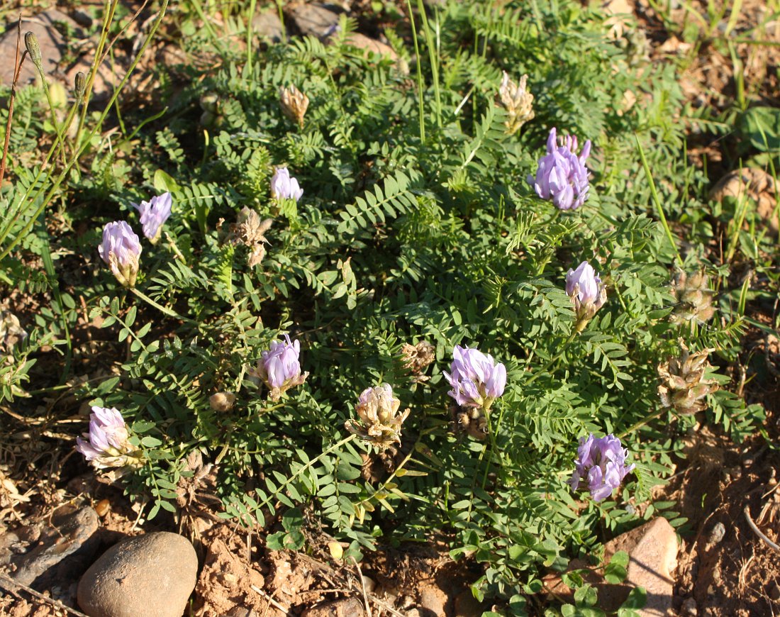 Image of Astragalus danicus specimen.