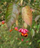 Euonymus verrucosus. Побег со зрелым плодом. Москва, Кузьминский лесопарк. 28.09.2003.