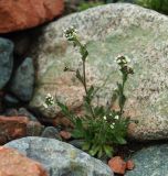 Draba cana. Цветущее растение. Казахстан, Алматинская обл., Райымбекский р-н, горы Каратау, ущелье р. Сумбе. 10.05.2011.