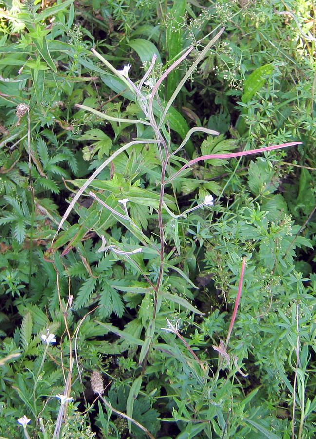 Image of genus Epilobium specimen.