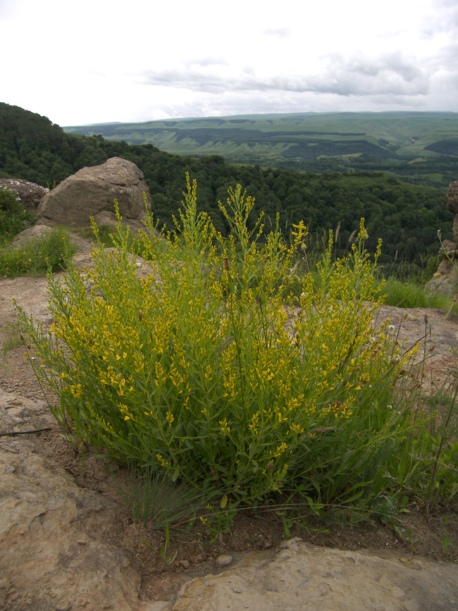 Image of Genista patula specimen.