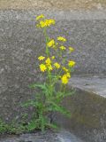 Senecio vernalis