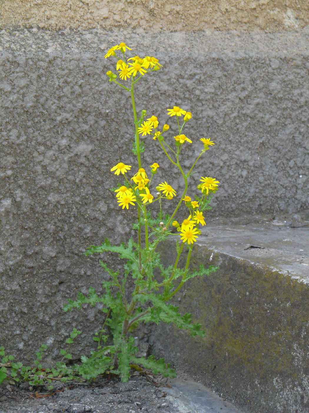 Изображение особи Senecio vernalis.