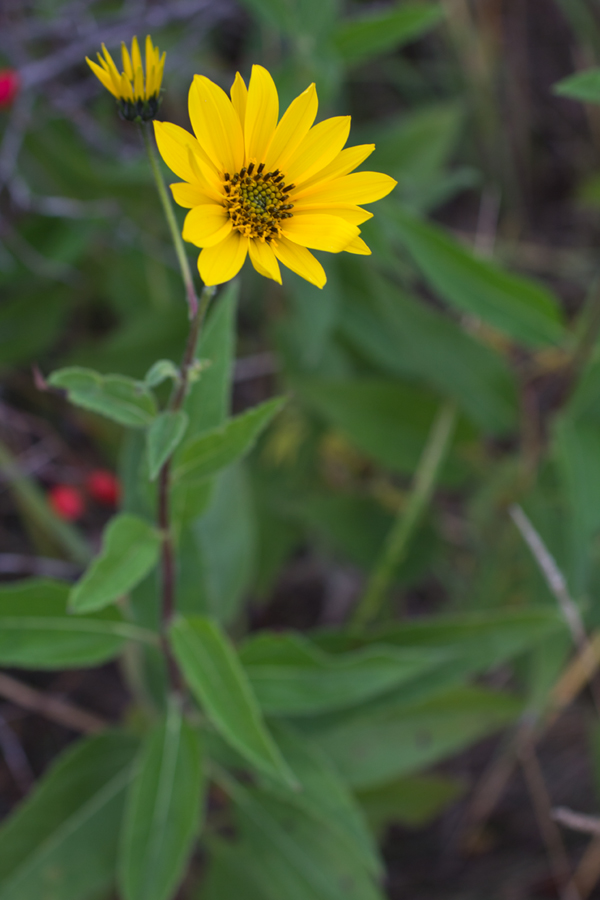 Image of genus Helianthus specimen.