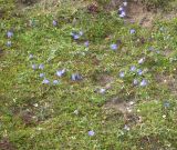 Campanula biebersteiniana