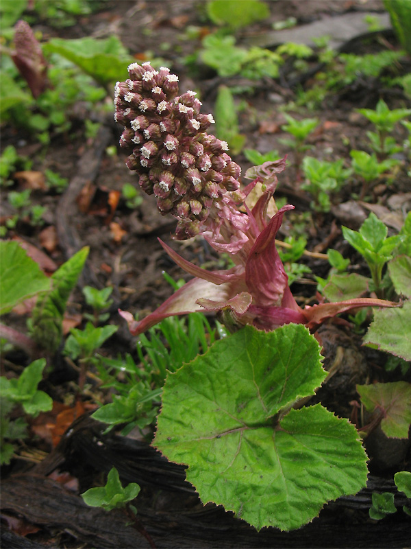 Image of Petasites hybridus specimen.