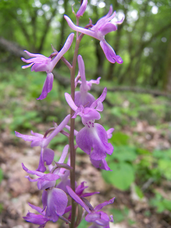 Image of Orchis mascula specimen.