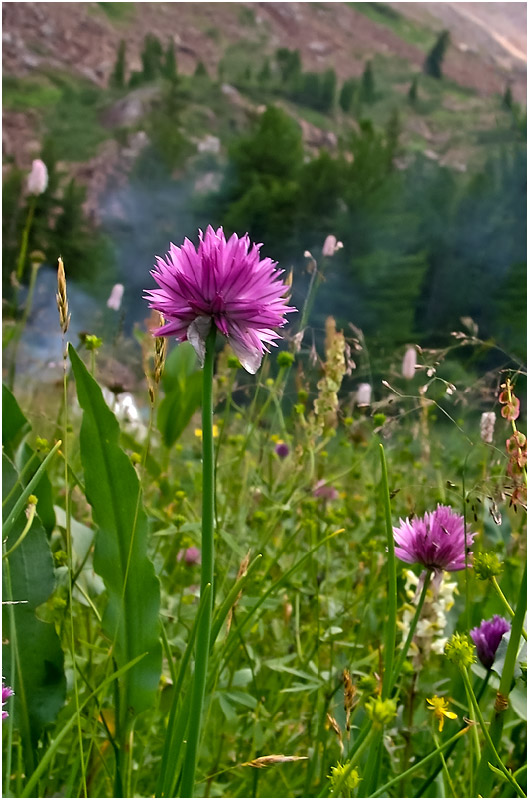 Image of Allium schoenoprasum specimen.