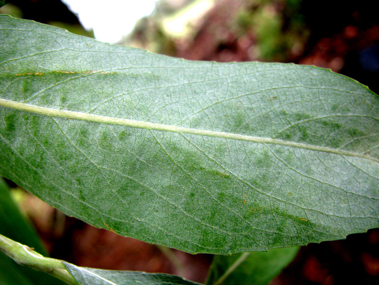 Image of Salix &times; fragilis specimen.