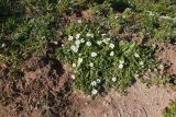 Anthemis leucanthemifolia