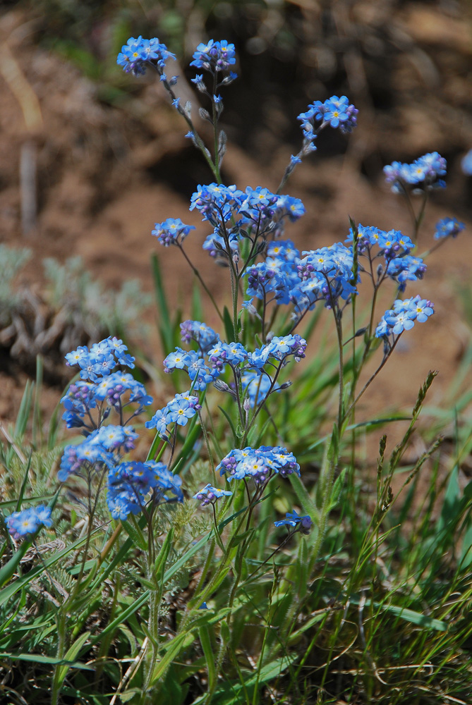 Изображение особи Myosotis imitata.