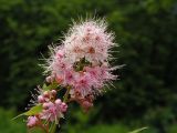 Spiraea salicifolia. Соцветие. Хабаровский край, Ванинский р-н, окрестности п. Высокогорный. 09.07.2005.