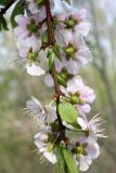 род Prunus