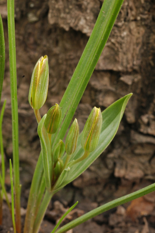 Image of genus Gagea specimen.