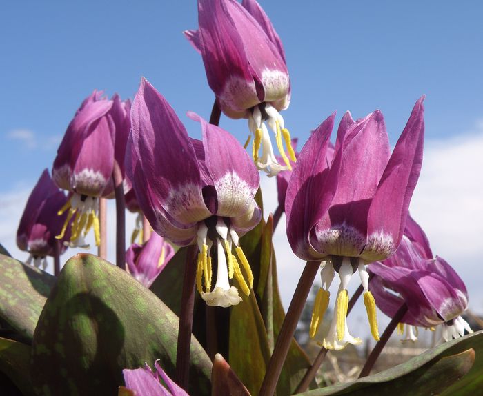 Изображение особи Erythronium sibiricum.