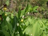 Polygonatum odoratum